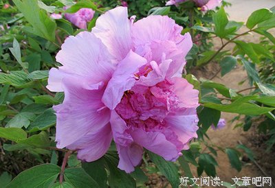 有关杨妃的美文美句摘抄