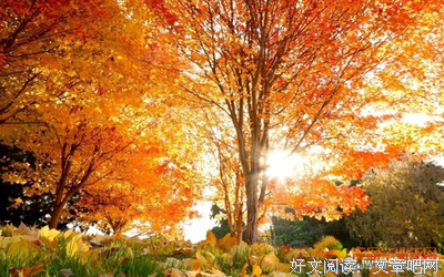 描写萝丝的语句摘抄