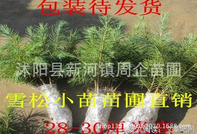 小苗的句子