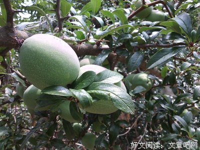 关于木瓜汪的名言名句