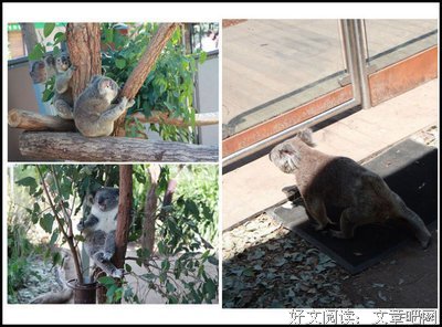 有关小饭爷经典名句