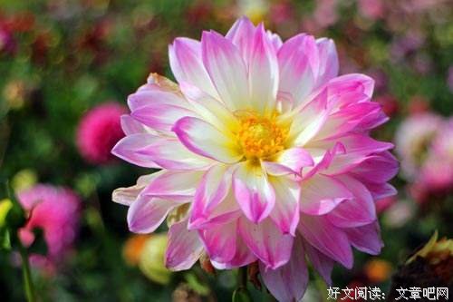 你这样回复，我真的不想和你聊天