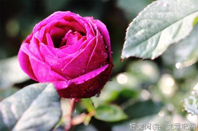 《玫瑰玫瑰我爱你》影评精选10篇