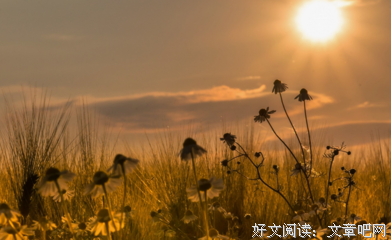 《孤独的池塘》的读后感10篇