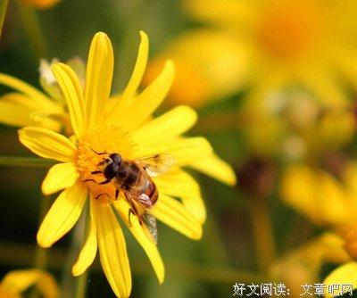 蜂蜜加1物排出全身毒 ，让你年轻20岁！