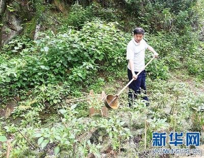 叶落心安句子