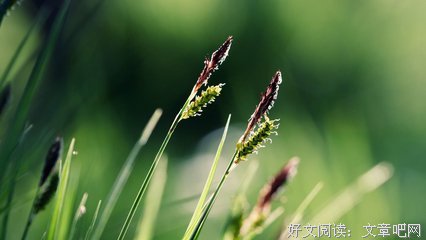 有关所爱的句子