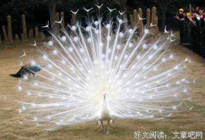 是啊！优美的句子