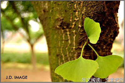 描写溢美之词的语句摘抄