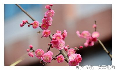 15条关于崔护的经典语句