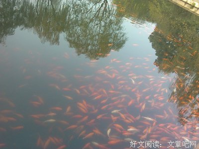 最全的《杀戮秀》语录摘抄