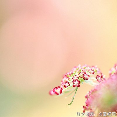 最新的《最年中中不了的精灵汤》经典语句