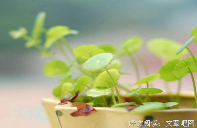 最新的《黎明下心路子和剑》语录摘抄