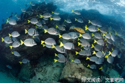 《不止到加拉帕戈斯》读后感10篇