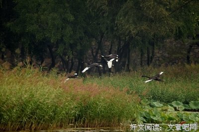 《黑天鹅》经典读后感10篇