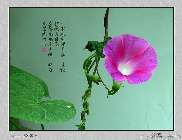 关于步虚的语句