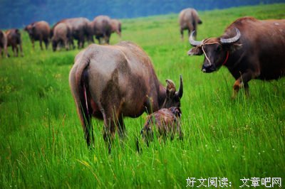 牛牛反馈 | 不负生命！不负卿！