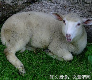 最经典的《寻羊冒险以水》名句欣赏