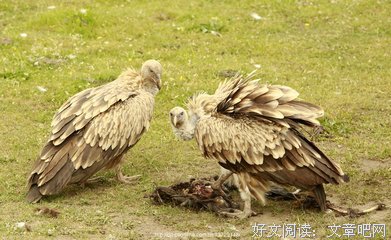 《甘南纪事》读后感10篇