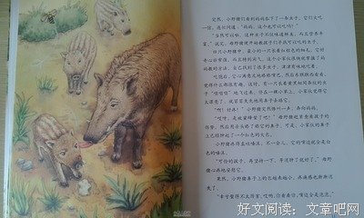《吃动物》的读后感10篇
