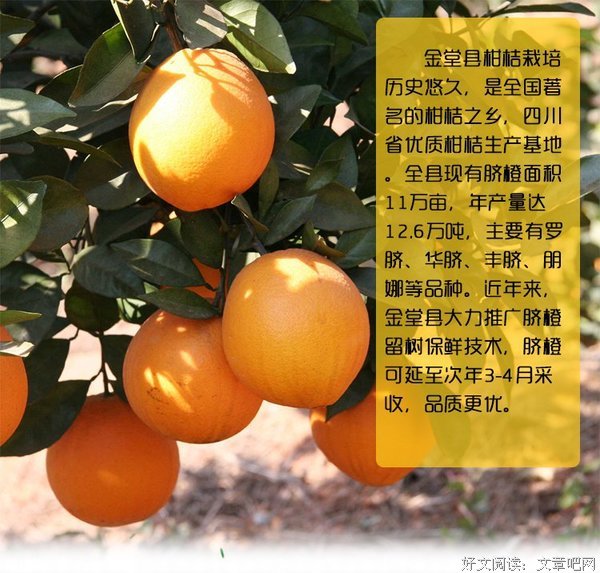 认主果果未发名句欣赏