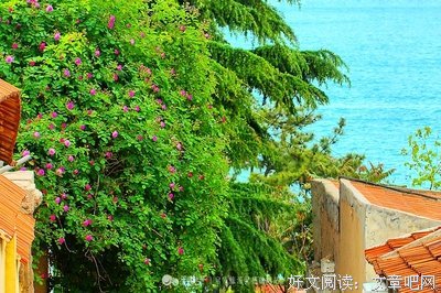 像是蔷薇花的绽放 芬芳之余又带有忧伤经典名句