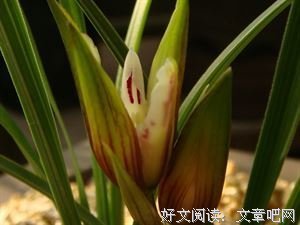 关于江国香名言名句