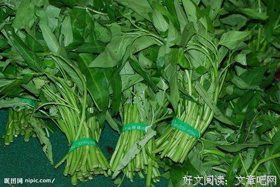 关于陆龟的名言