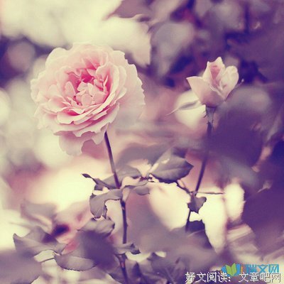 最新的《是爱情吧》名句欣赏