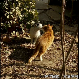 关于卢思浩的句子