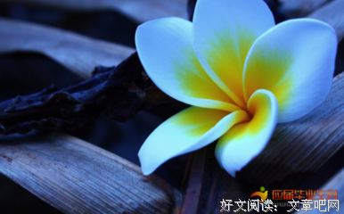 关于哇的句子