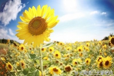 不错的句子