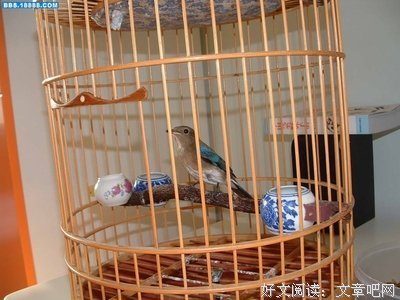 《【北国青鸟】》的句子