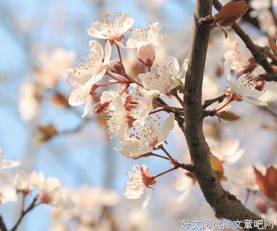 关于也气了然道才路十发也春风不如你的优美句子