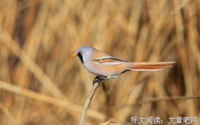 春荒格言警句