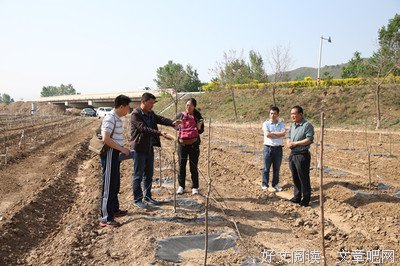 《永国走成长的苹果树》经典的句子