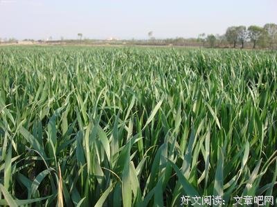《孤独邮差》读后感精选10篇