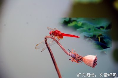 《爱与被爱的艺术》读后感10篇