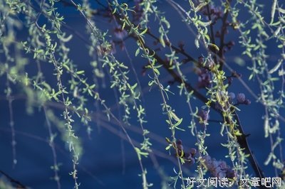 有关是花《是非题》的句子