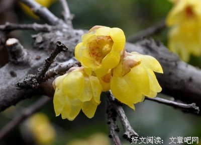 慰藉心语