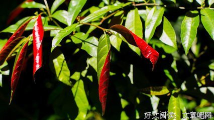 关于与世无争的语句