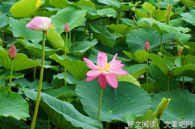 妖的名言