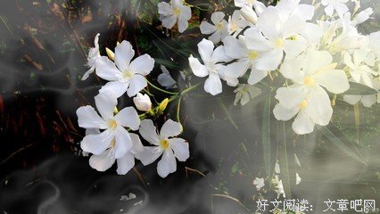 《白色夹竹桃》的影评10篇