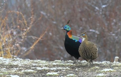 《细雪》的观后感10篇