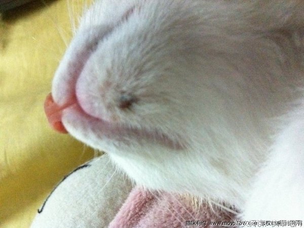 关于养猫人的优美句子