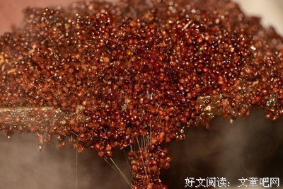 曲红的名句_关于曲红的名句