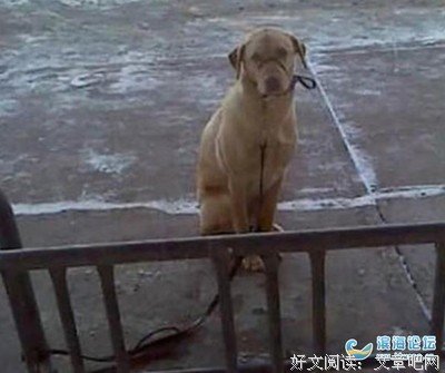 朋友圈最真实的偷拍照：见过的人越多，我越喜欢狗。