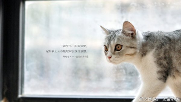 不才的格言