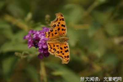 《折翼蝴蝶》影评精选10篇