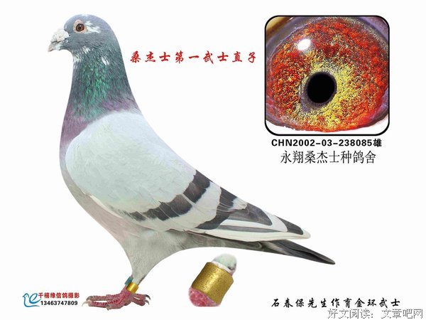 《第一武士》经典观后感10篇